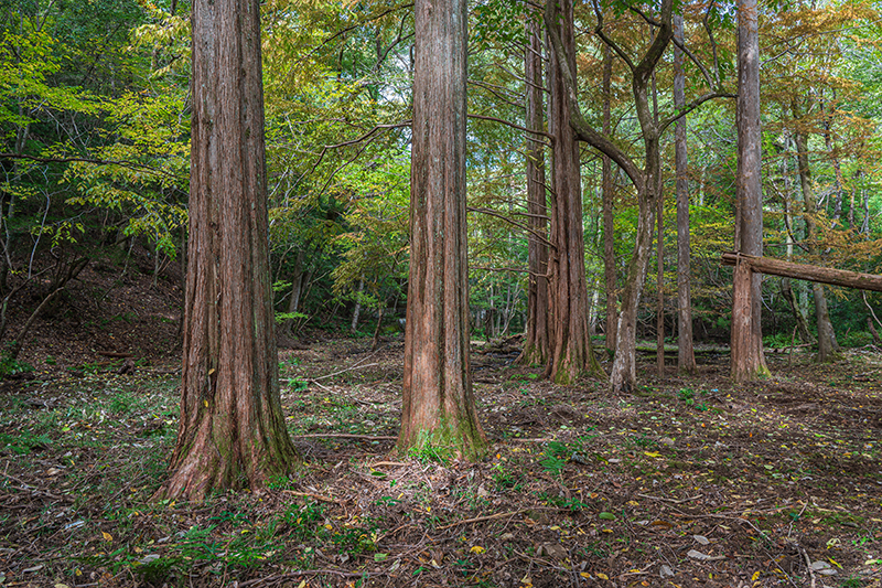 国産材（杉・桧）使用 環境に優しいサステナブル素材
